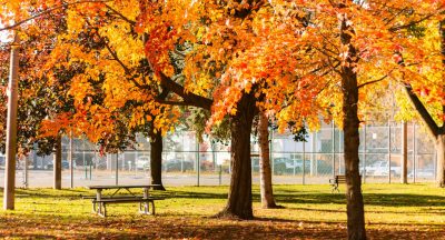 Why Our Bodies and Brains Love Fall